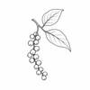 Black pepper fragrance note icon