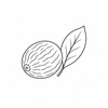 Nutmeg fragrance note icon