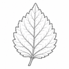 Patchouli fragrance note icon