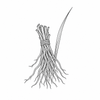Vetiver fragrance note icon
