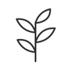 Botanical mint sprig line icon